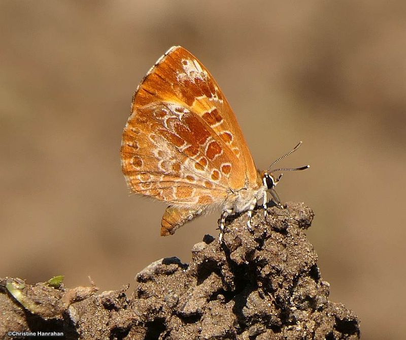 Harvester butterfly (Feniseca tarquinius)