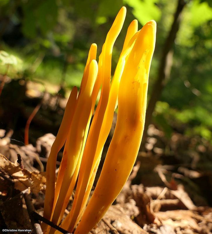 Coral fungus (Ramariopsis)