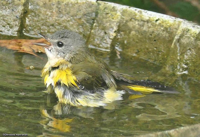 American redstart, female