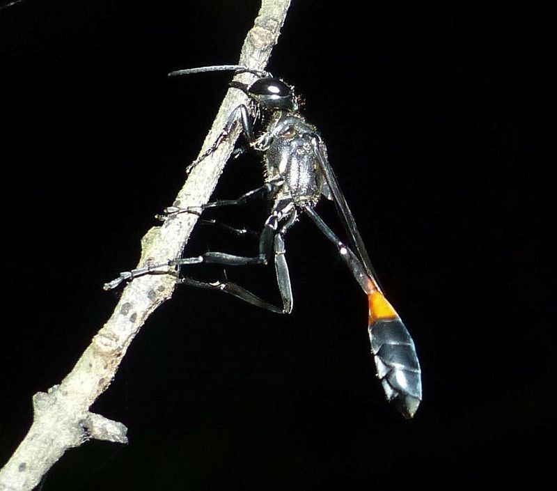 Sleeping Ammophila wasp