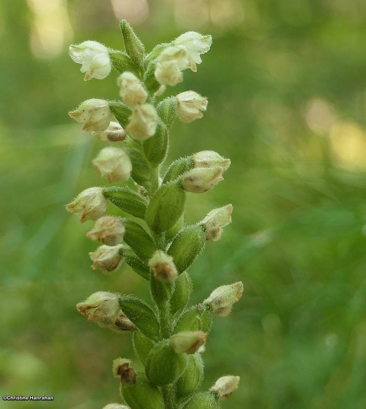 Downy rattlesnake plantain orchid (Goodyera pubescens)