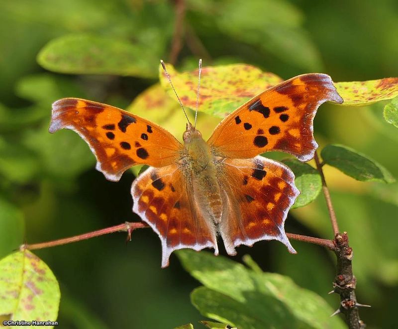 Question mark butterfly (Polygonia interrogationis)