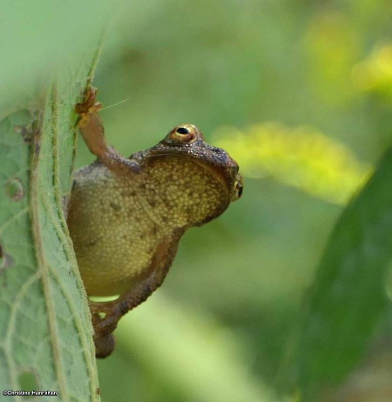 Spring peeper  (Pseudacris crucifer)