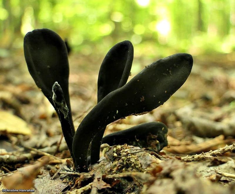 Genus:  Geoglossaceae  (Earth Tongue Fungi)