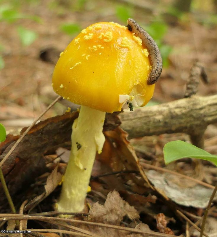 Genus: Amanita