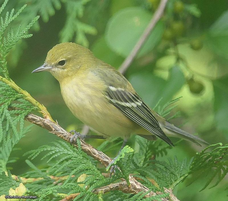 Bay-breasted Warbler