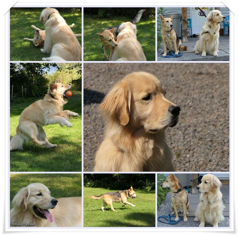 Dogs!