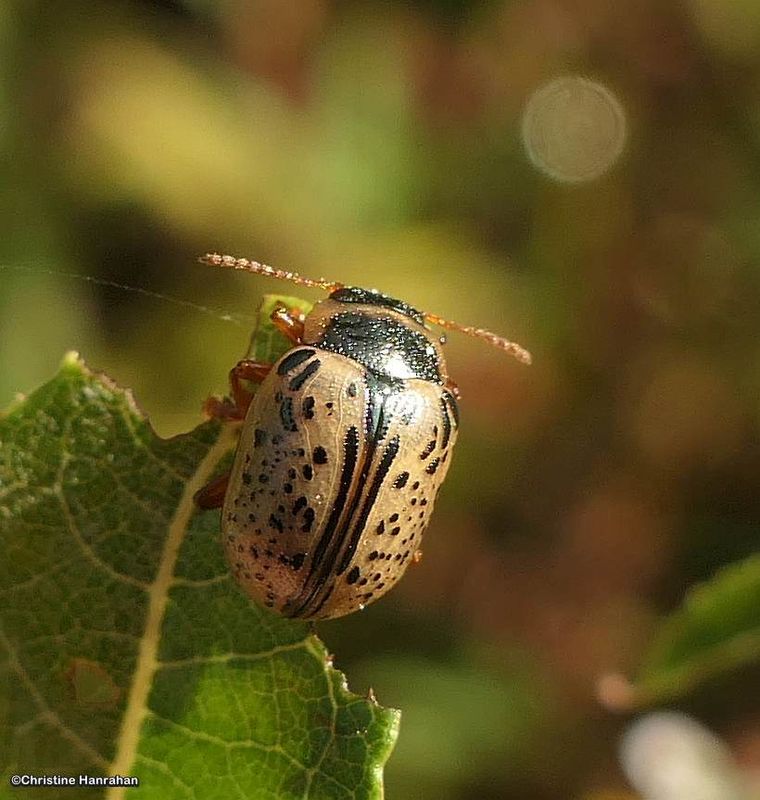 Common Willow calligraphic beetle (Calligrapha multipunctata)
