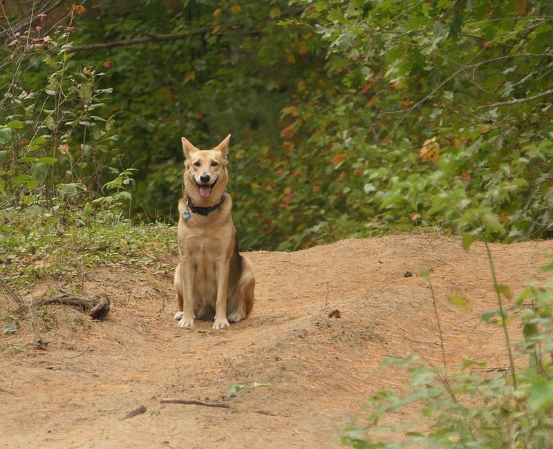 Cleo in the forest 