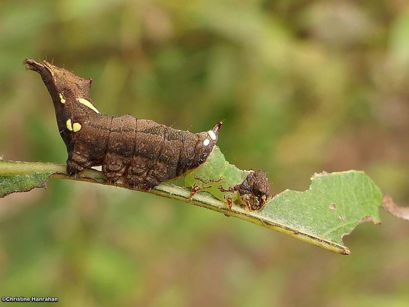 Unicorn prominent moth caterpillar (Coelodasys unicornis), #8007