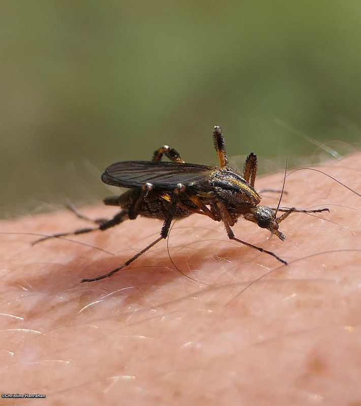 Gallnipper (Psorophora ciliata)