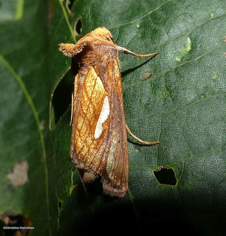 Connected looper moth (Plusia contexta), #8952