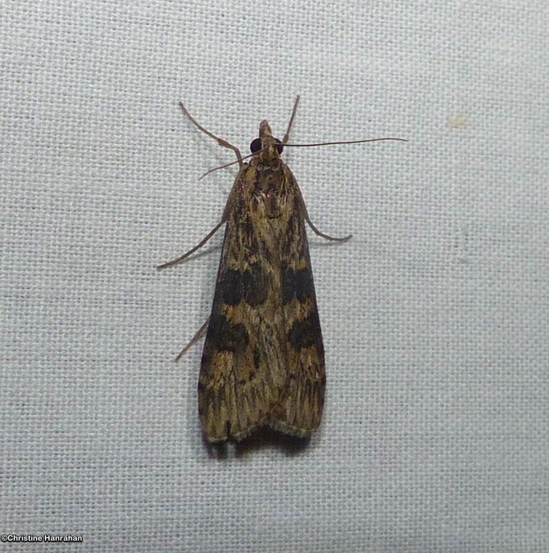 Lucerne moth (Nomophila nearctica), #5156
