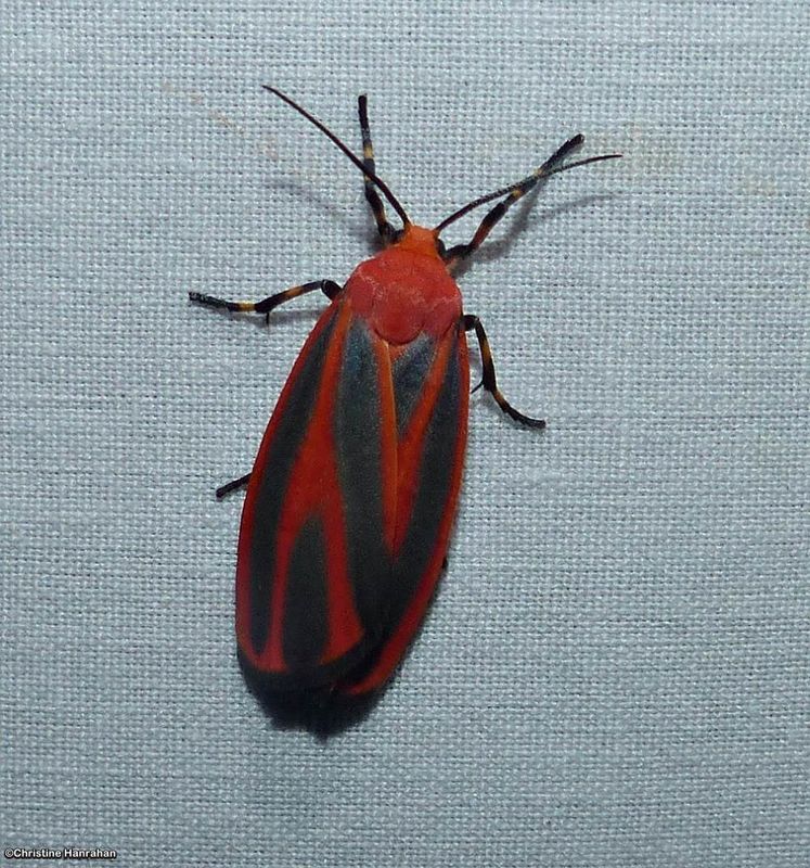 Scarlet lichen moth (Hypoprepia miniata), #8089