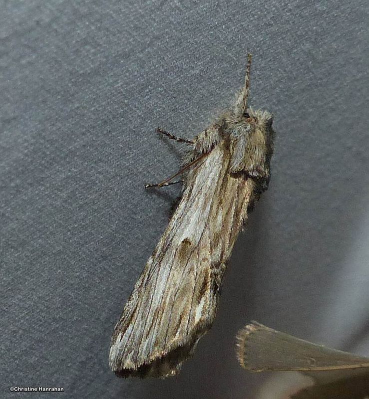 White-streaked prominent moth (Ianassa lignicolor), #8017