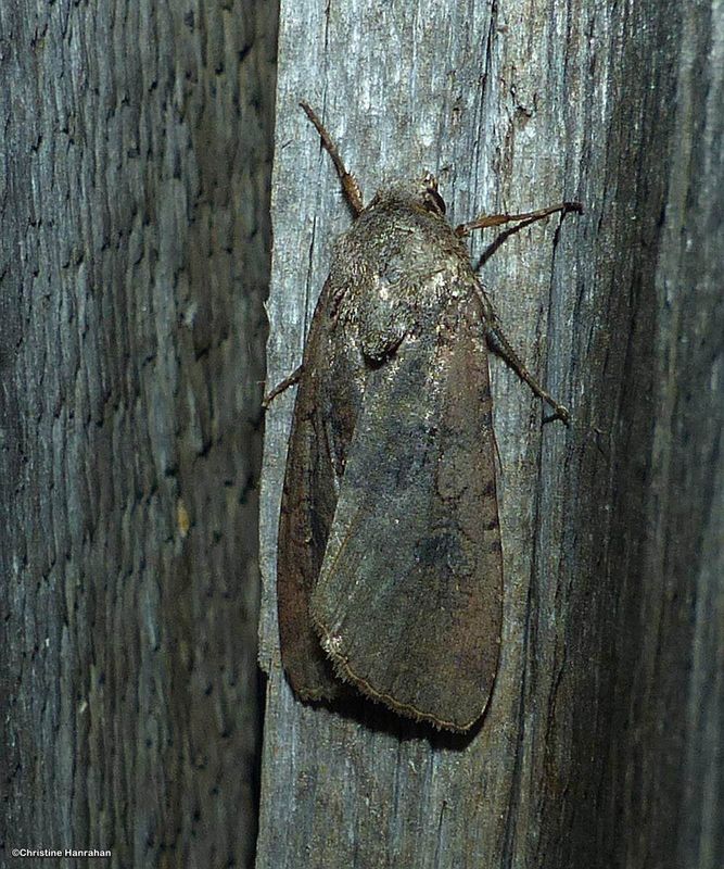 Variegated cutworm moth (Peridroma saucia), #10915