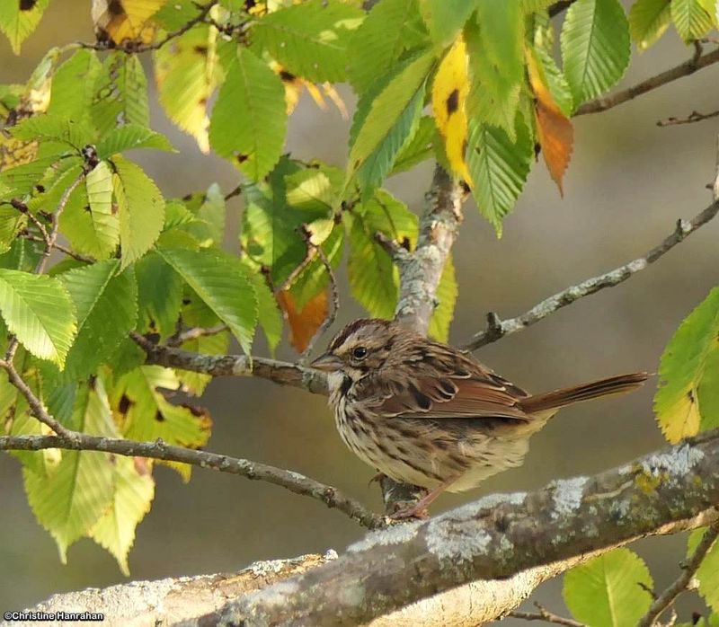 Song sparrow
