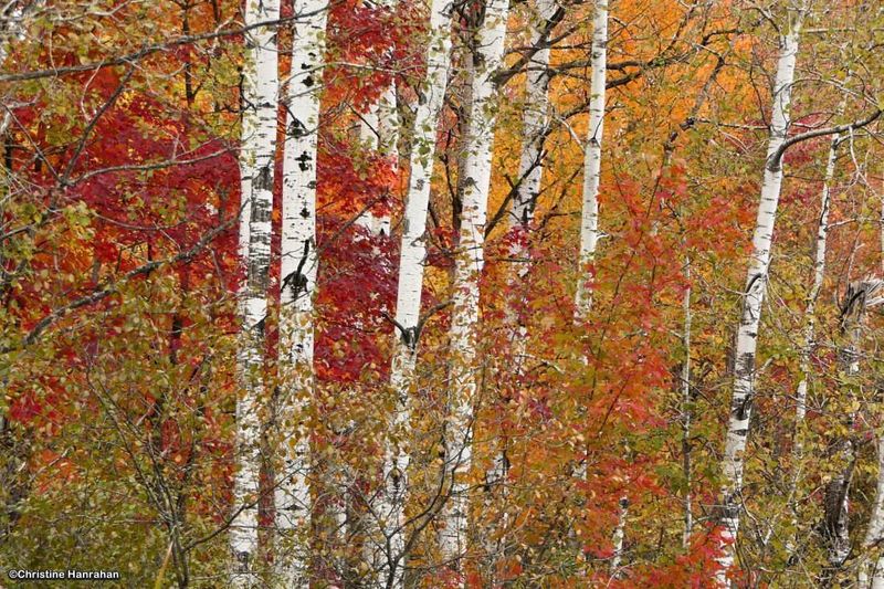 Autumn