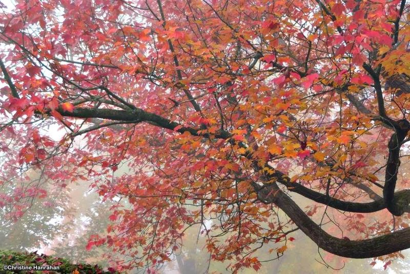 Misty autumn