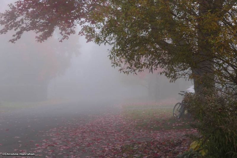 Morning mist