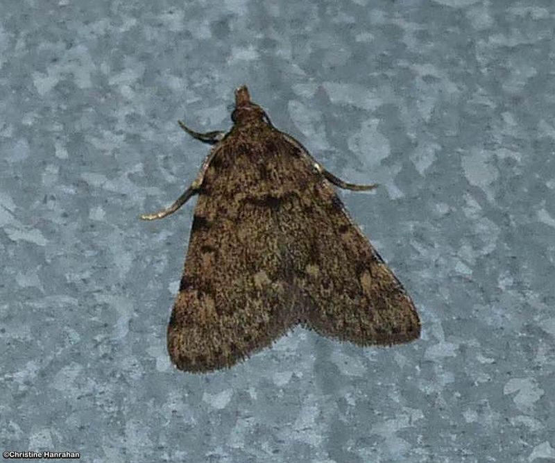 Large tabby moth (Aglossa pinguinalis), #5516