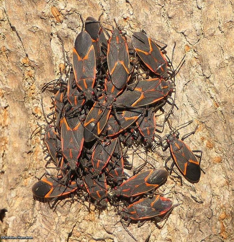 Boxelder bugs (Boisea trivittata)