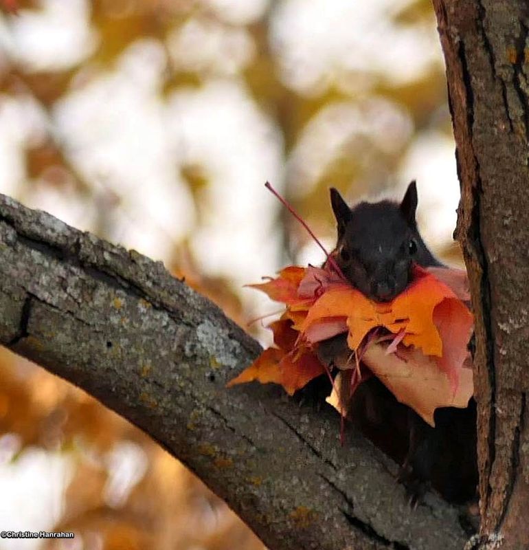 Preparing for winter