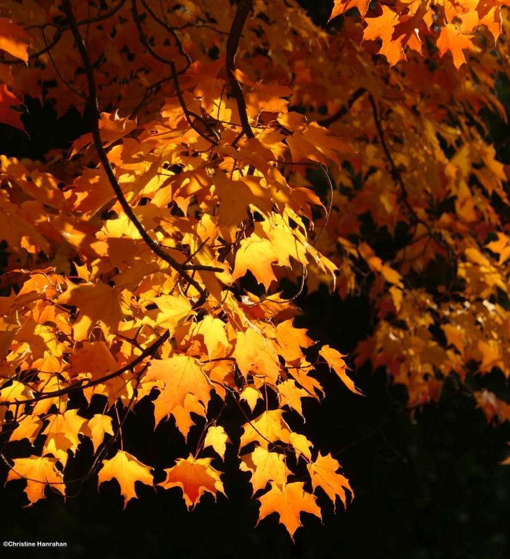 Autumn gold