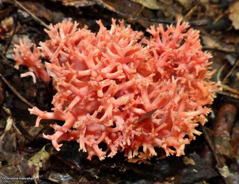 Coral Fungi