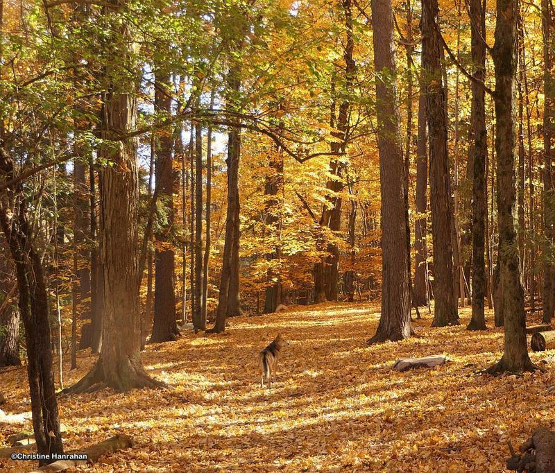 Autumn at the dog park