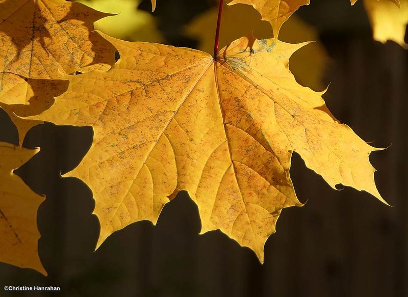 Backyard maple