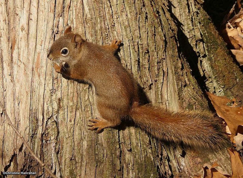 Red squirrel 