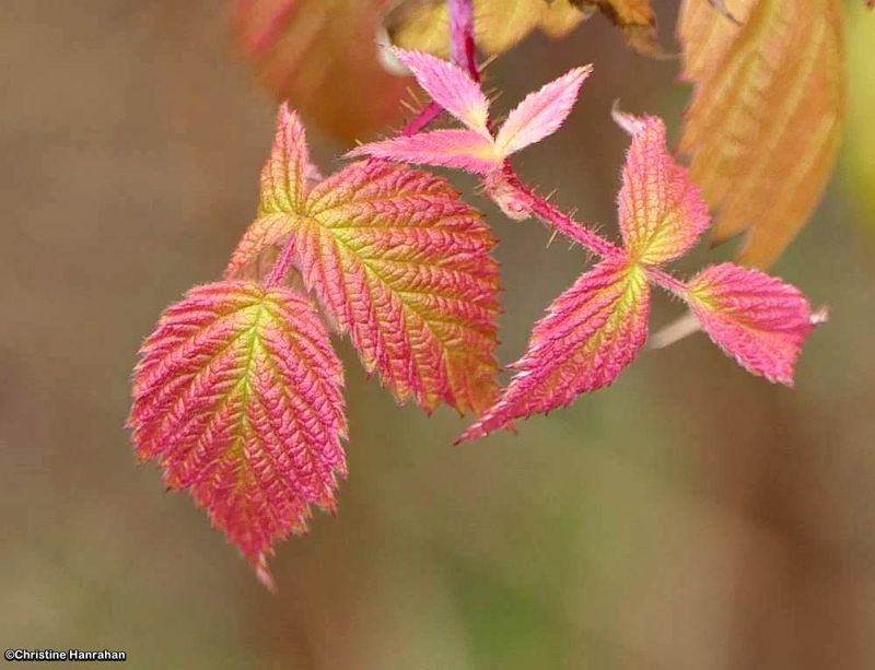 Wild raspberry leaves (Rubus)