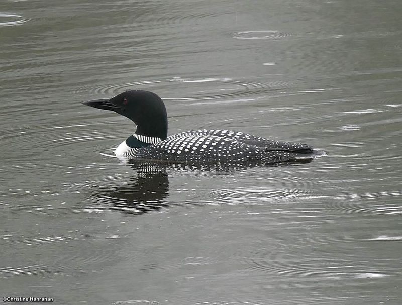 Loons
