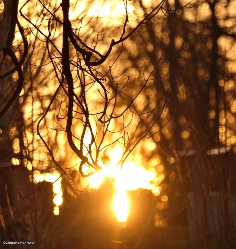 Setting sun