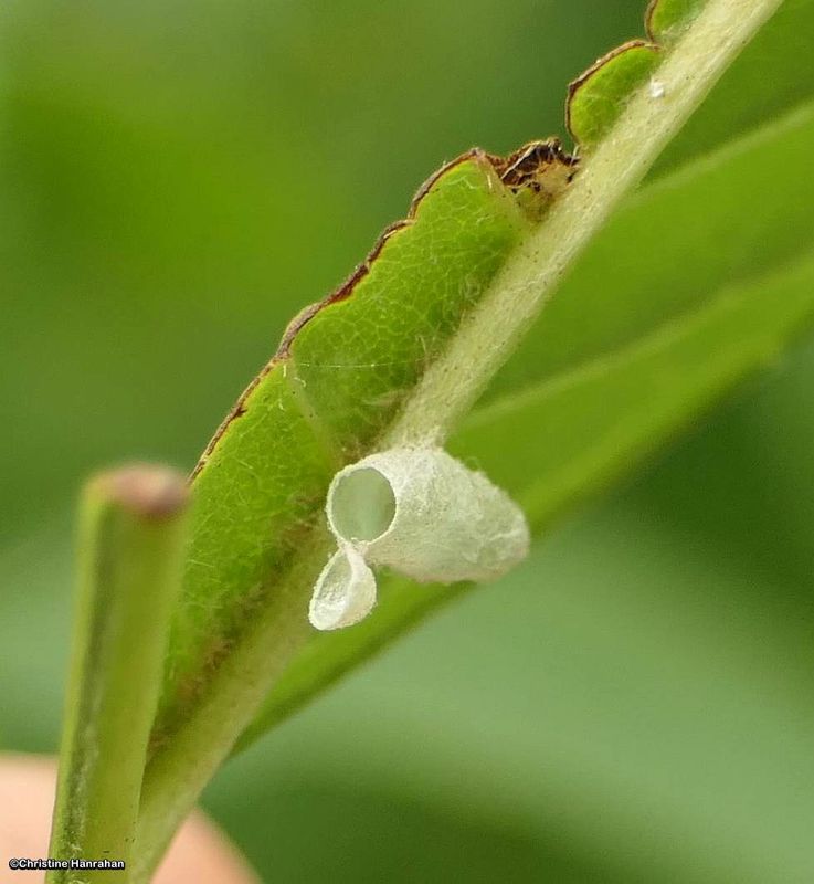 Braconid Wasps (Family: Braconidae)