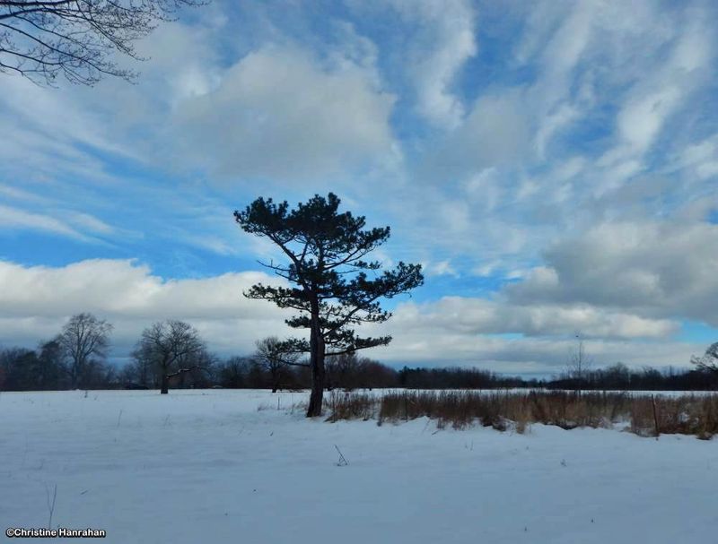 Today's walk