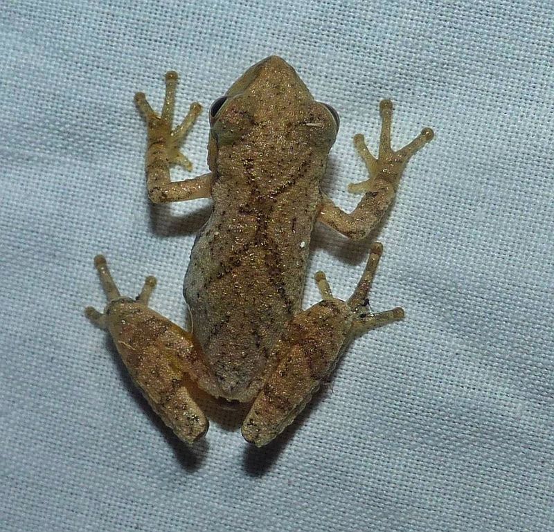 Spring peeper  (Pseudacris crucifer)