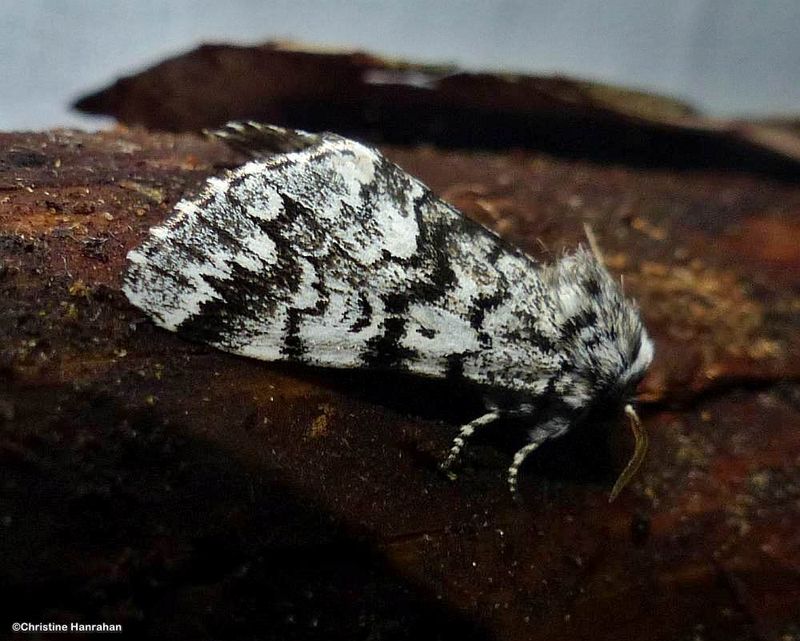 Black zigzag moth (Panthea acronyctoides), #9177