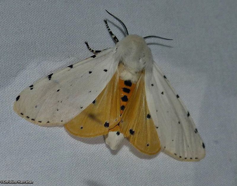 Salt marsh moth (Estigmene acrea), #8131