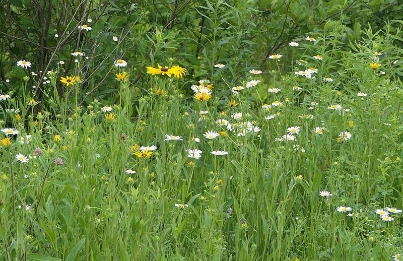Trailside flora