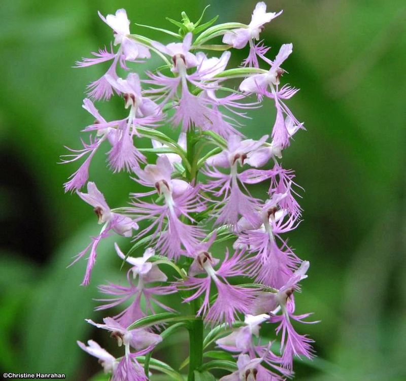 Keenan's fringed orchid (Platanthera × keenanii)