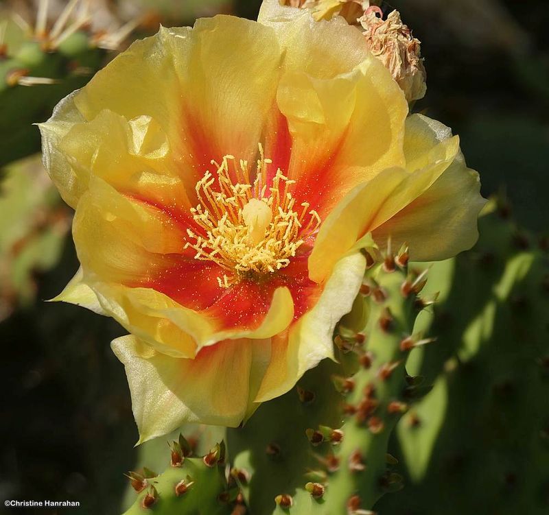 Prickly pear cactus flower (Opuntia fragilis)