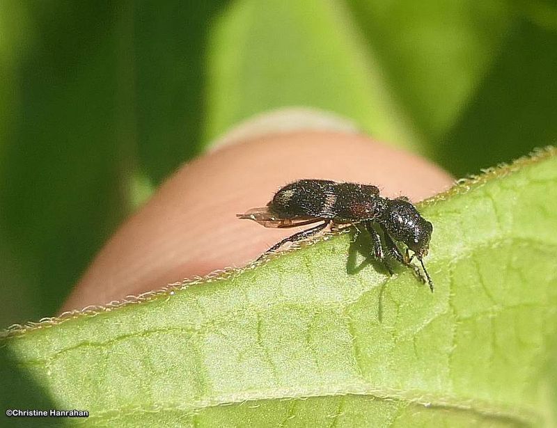 Checkered beetle (Cleridae)