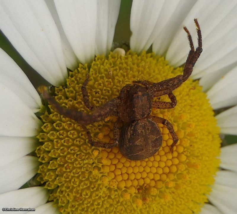 Ground crab spider (Xysticus)
