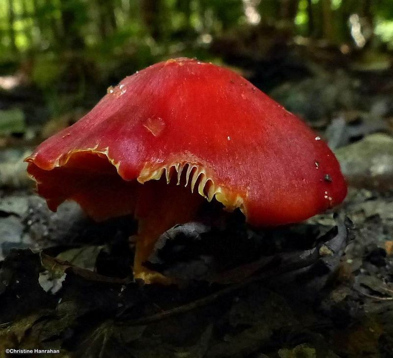 Waxycap mushroom (Hygrocybe)