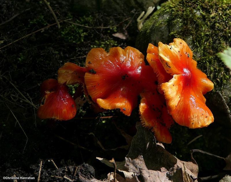 Candy apple waxcaps (Hygrocybe cuspidata)