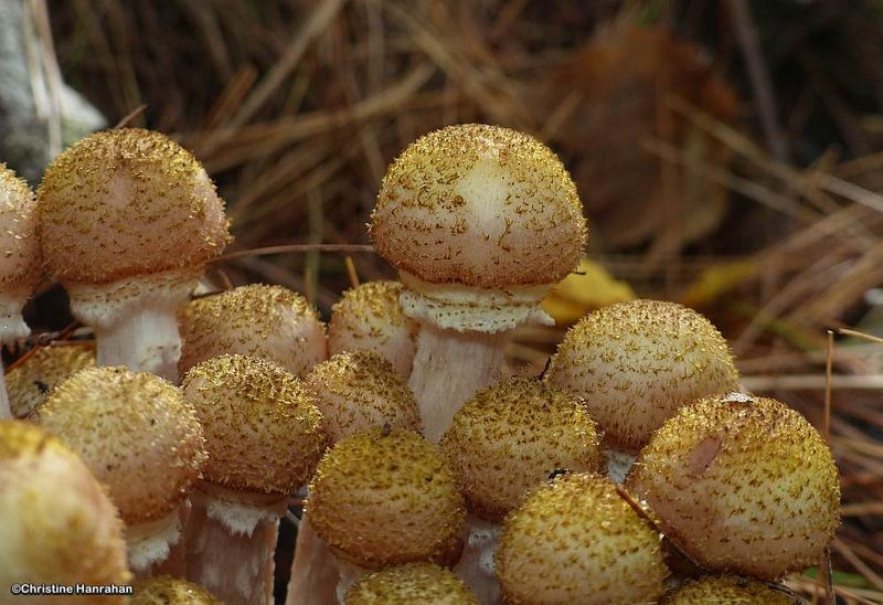 Honey mushrooms  (Armillaria)