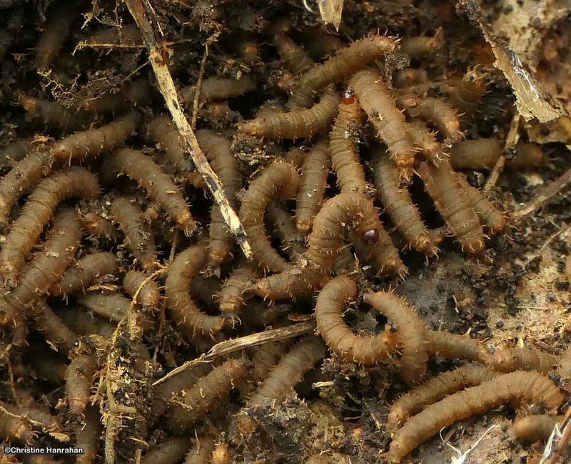 March fly larvae  (Bibionidae)