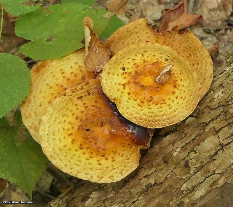 Honey mushrooms  (Armillaria)